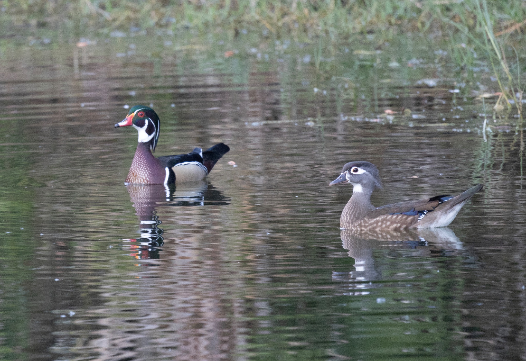 Wood Duck (male and female)
