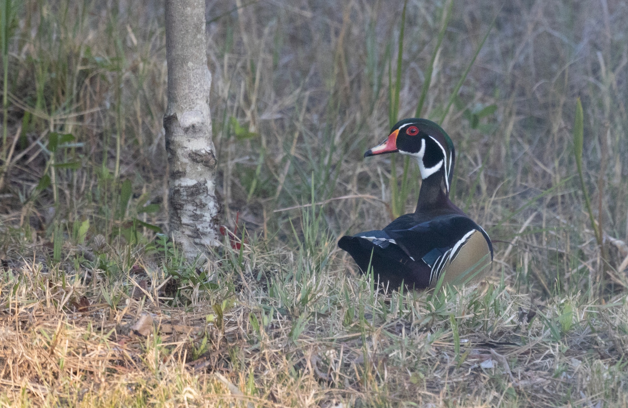 Wood Duck