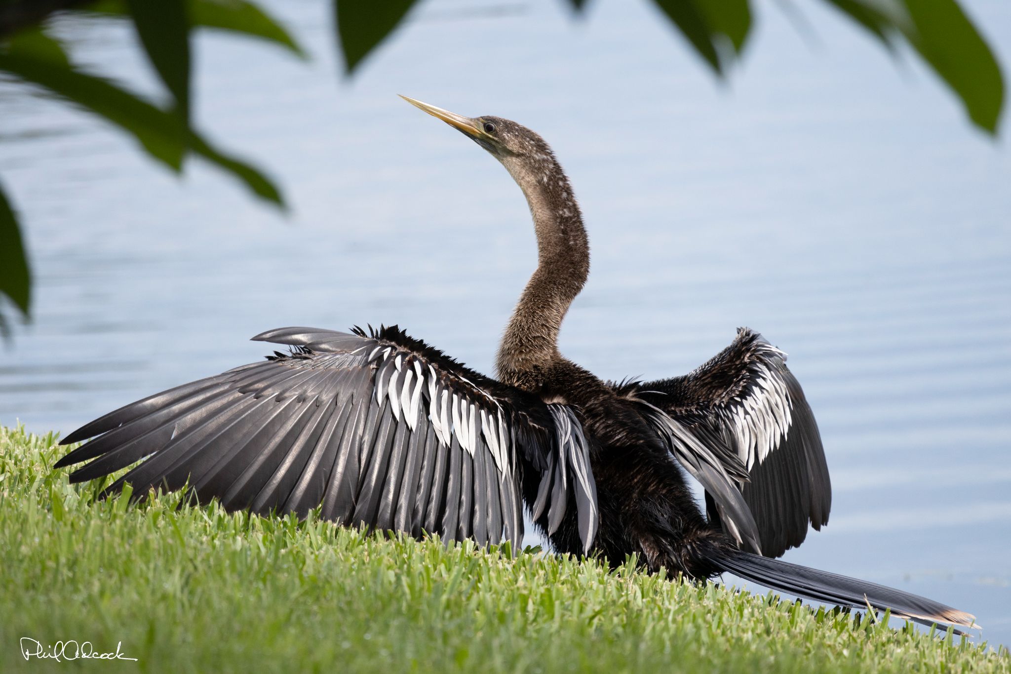 Anhinga