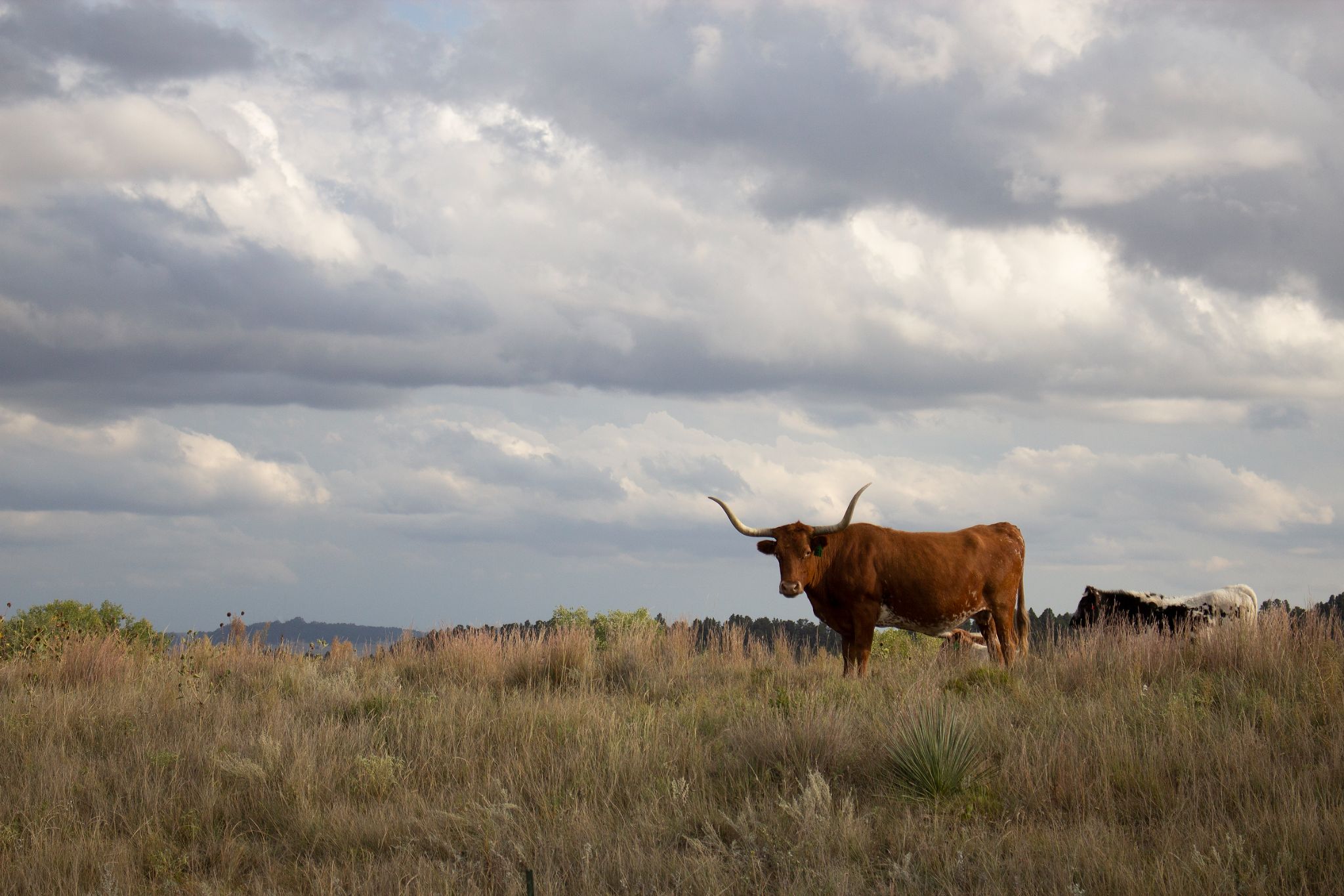 Lone Longhorn