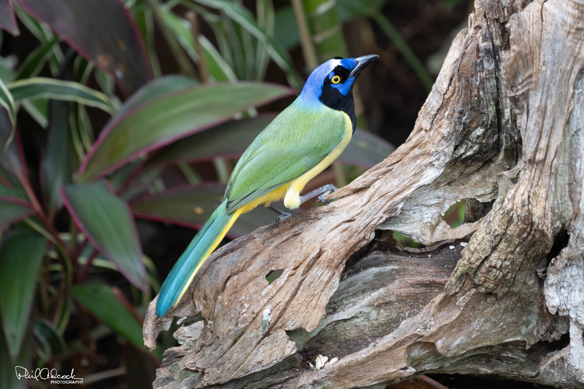 Green Jay