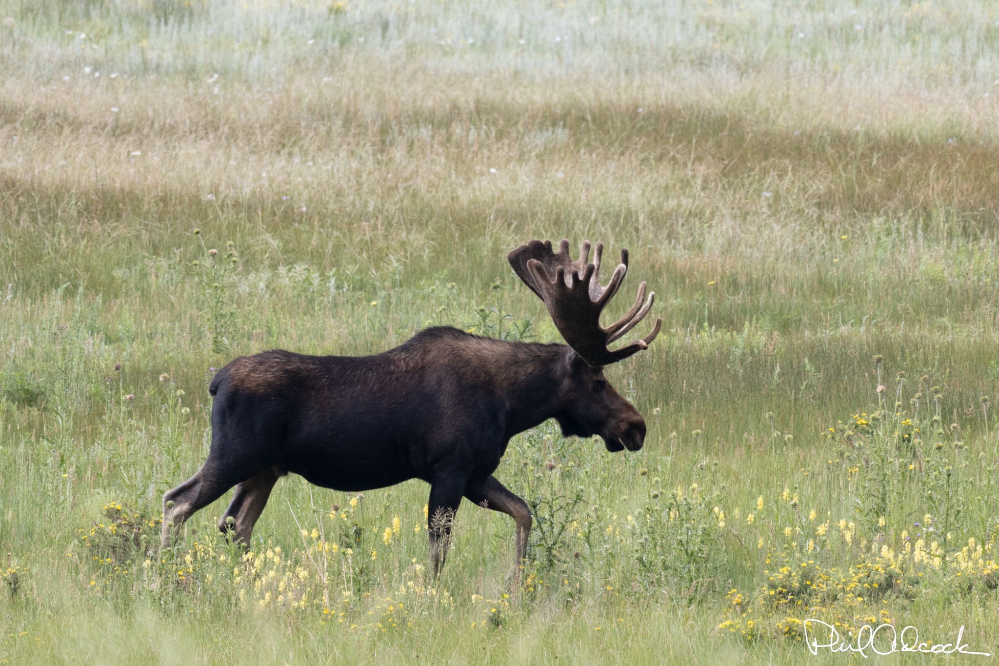 Montana Moose